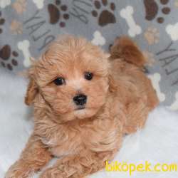 Safkan Maltipoo Yavrularımız Kendi Üretimimiz 2