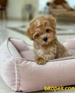 Safkan Maltipoo Yavrularımız Kendi Üretimimiz 3
