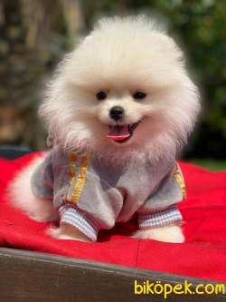 SAFKAN MİKROÇİPLİ POMERANİAN BOO BEBEKLERİMİZ 2