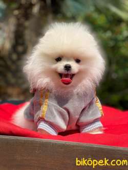 SAFKAN MİKROÇİPLİ POMERANİAN BOO BEBEKLERİMİZ 1