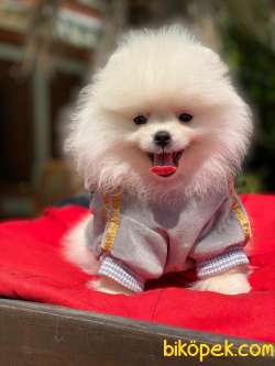SAFKAN MİKROÇİPLİ POMERANİAN BOO BEBEKLERİMİZ 3