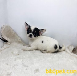 SAFKAN MİNİ ERKEK ŞİVAVA CHİHUAHUA 1