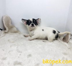 SAFKAN MİNİ ERKEK ŞİVAVA CHİHUAHUA 2