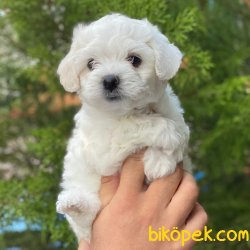 Safkan Mini Maltese Terrier Yavrularımız 3
