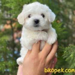 Safkan Mini Maltese Terrier Yavrularımız 2
