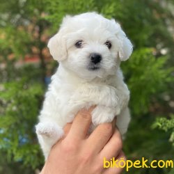 Safkan Mini Maltese Terrier Yavrularımız 1