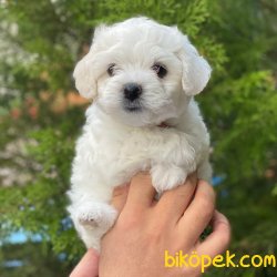 Safkan Mini Maltese Terrier Yavrularımız 4