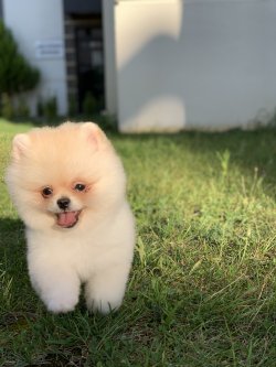 Safkan Minyatur Pomeranian Boo Yavrularimiz 2