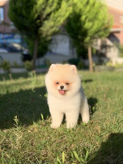 Safkan Minyatur Pomeranian Boo Yavrularimiz 1