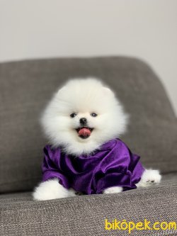 Safkan Minyatur Pomeranian Boo Yavrularimiz 3