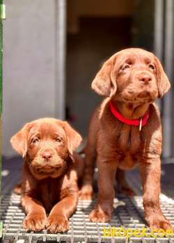 Safkan Muhteşem Labrador Retriever Yavrulari 2