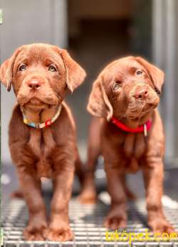 Safkan Muhteşem Labrador Retriever Yavrulari 4