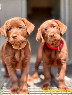 Safkan Muhteşem Labrador Retriever Yavrulari 5