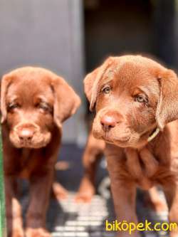 Safkan Muhteşem Labrador Retriever Yavrulari 1