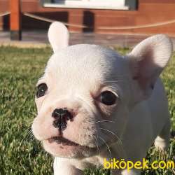 Safkan Mukemmel FRENCH BULLDOG YAVRULARI 3