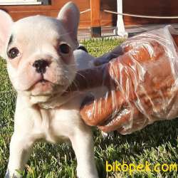 Safkan Mukemmel FRENCH BULLDOG YAVRULARI 2
