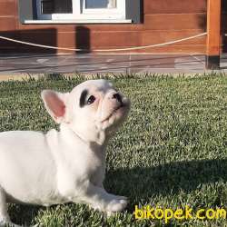 Safkan Mukemmel FRENCH BULLDOG YAVRULARI 4