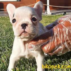 Safkan Mukemmel FRENCH BULLDOG YAVRULARI 1