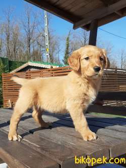 SAFKAN MÜKEMMEL GOLDEN RETRIEVER YAVRULARI 3