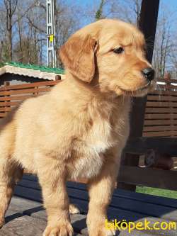 SAFKAN MÜKEMMEL GOLDEN RETRIEVER YAVRULARI 4