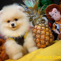 Safkan Mükemmel Güzellikte Show Class Pomeranian Boo 3