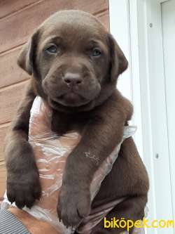 SAFKAN MUKEMMEL LABRADOR RETRIEVER YAVRULARIMIZ 3