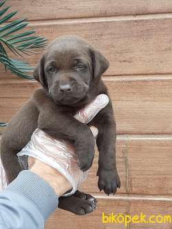 SAFKAN MUKEMMEL LABRADOR RETRIEVER YAVRULARIMIZ 5
