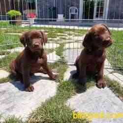 SAFKAN MUKEMMEL LABRADOR RETRIEVER YAVRULARIMIZ 4
