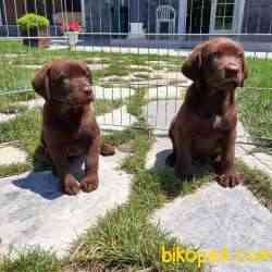 SAFKAN MUKEMMEL LABRADOR RETRIEVER YAVRULARIMIZ 5