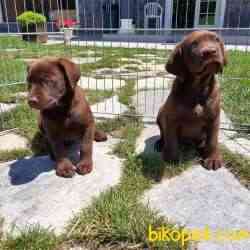 SAFKAN MUKEMMEL LABRADOR RETRIEVER YAVRULARIMIZ 2