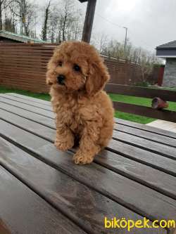 SAFKAN MÜKEMMEL TOY POODLE YAVRULARI ÇİFTLİKTEN 1