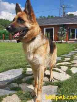 SAFKAN ORJINAL ALMAN ÇOBAN KÖPEĞİ 4