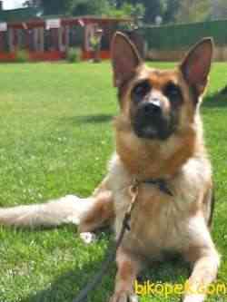 SAFKAN ORJINAL ALMAN ÇOBAN KÖPEĞİ 1