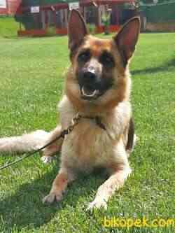 SAFKAN ORJINAL ALMAN ÇOBAN KÖPEĞİ 2