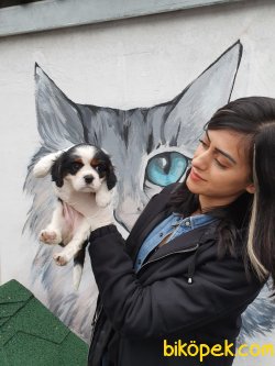 Safkan Orjinal Cavalier Yavrular 1