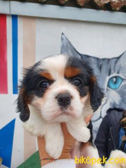 Safkan Orjinal Cavalier Yavrular 2