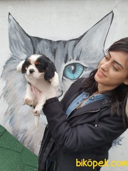 Safkan Orjinal Cavalier Yavrular 5