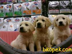 Safkan Orjınal GOLDEN RETRIEVER YAVRULARI 3