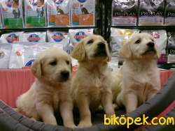 Safkan Orjınal GOLDEN RETRIEVER YAVRULARI 2