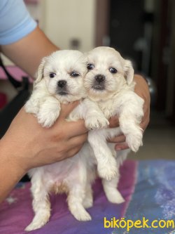 Safkan Orjinal Maltese Yavruları Dişi Ve Erkek 1