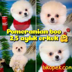 Safkan Orjinal Pomeranian Boo Oyuncu Erkek Yavru PROBİS 1