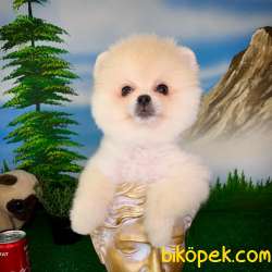 Safkan Orjinal Pomeranian Boo Oyuncu Erkek Yavru PROBİS 4