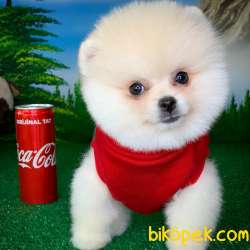 Safkan Orjinal Pomeranian Boo Oyuncu Erkek Yavru PROBİS 2