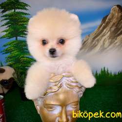 Safkan Orjinal Pomeranian Boo Oyuncu Erkek Yavru PROBİS 3