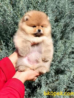 SAFKAN ORJINAL POMERANIAN BOO YAVRULARIMIZ 2