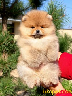 SAFKAN ORJINAL POMERANIAN BOO YAVRULARIMIZ 3