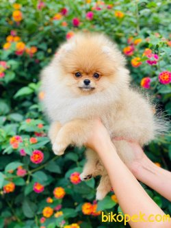 Safkan Orjinal Pomeranianboo 2