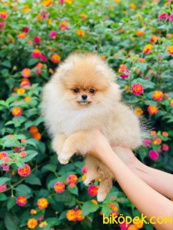 Safkan Orjinal Pomeranianboo 1