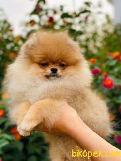 Safkan Orjinal Pomeranianboo 4