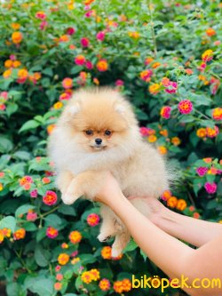 Safkan Orjinal Pomeranianboo 5